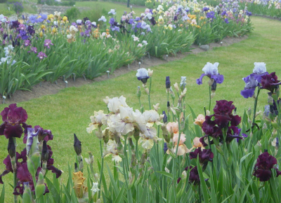 Presby Memorial Iris Gardens Parks Essex County Parks